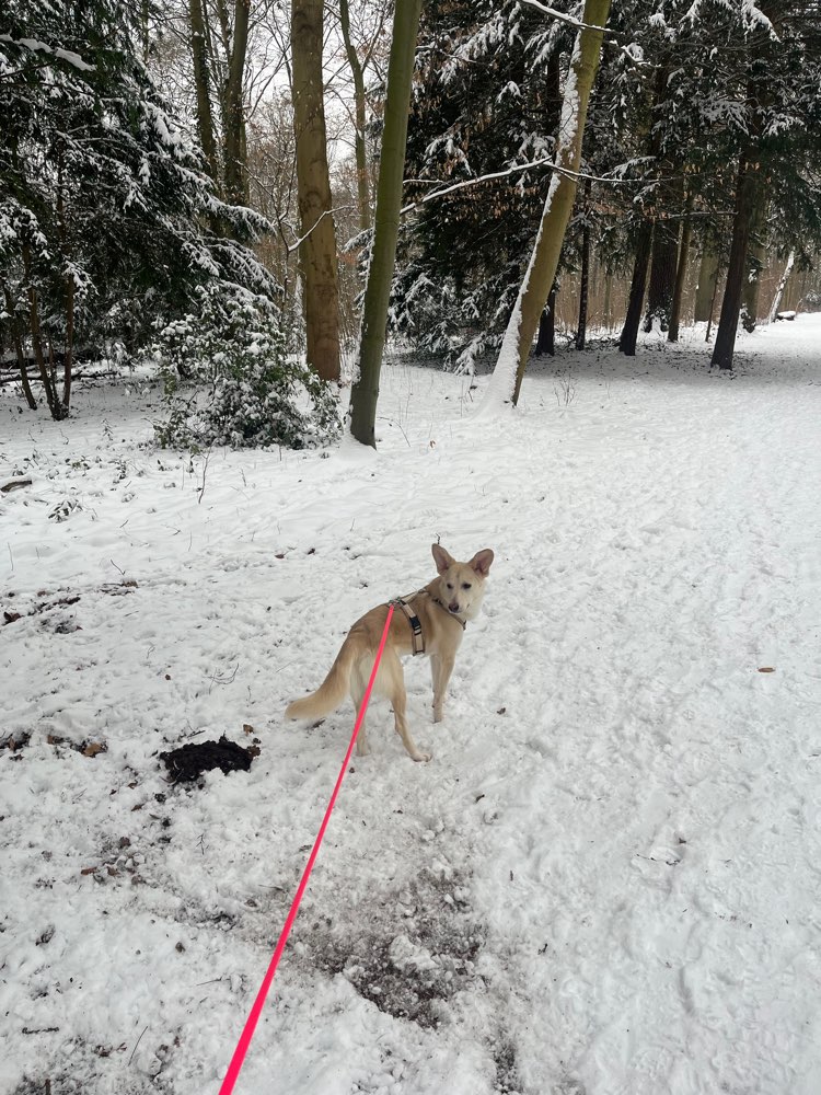 Hundetreffen-Suche Kontakte zu unkastrierten Rüden-Profilbild