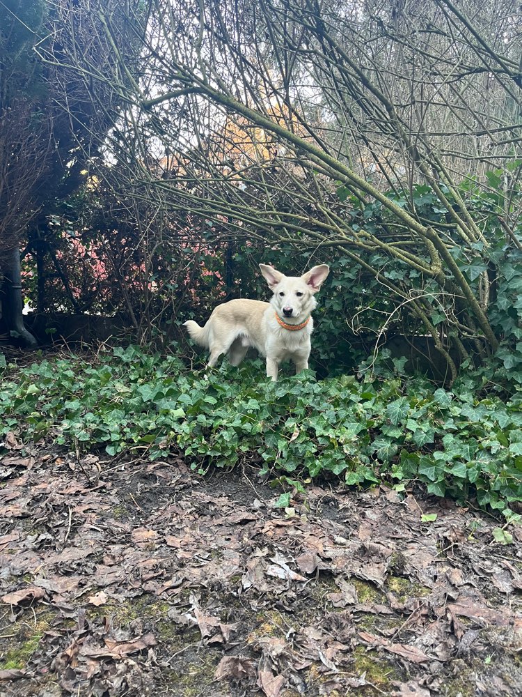 Hundetreffen-Hundefreunde gesucht-Profilbild