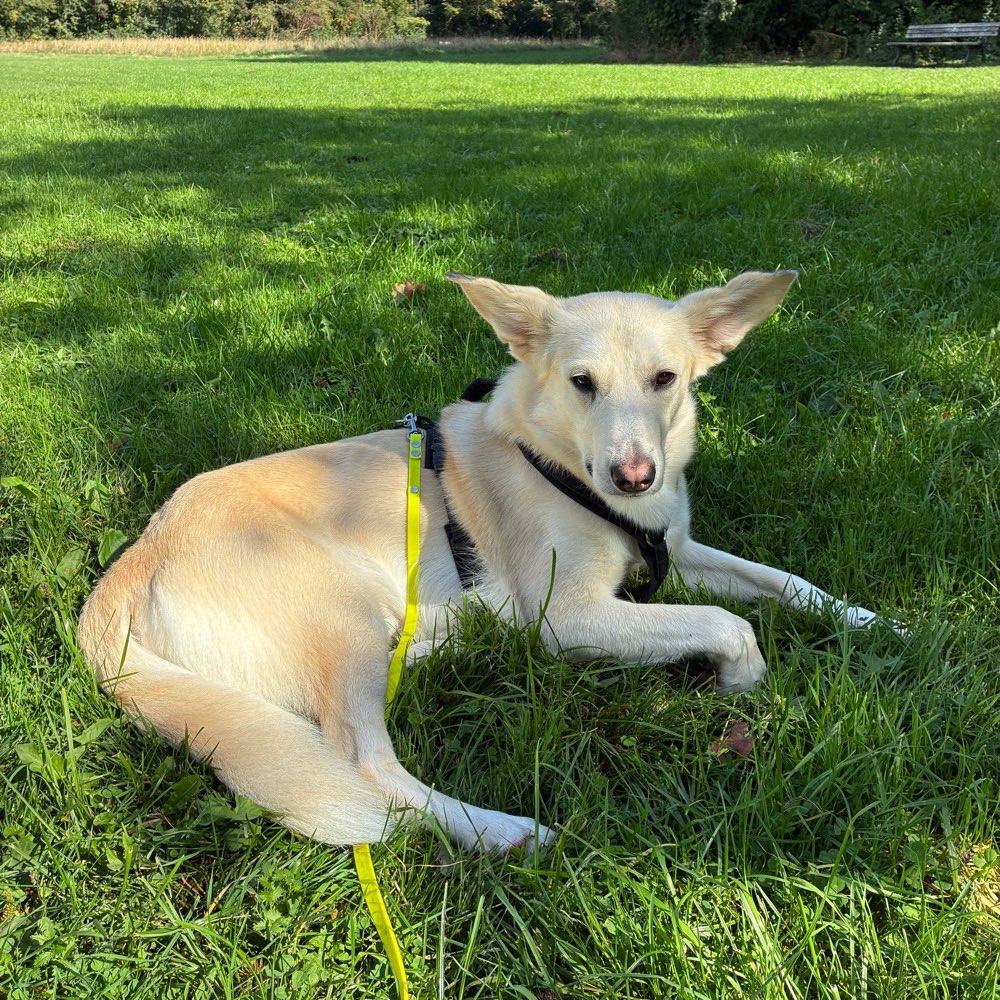 Hundetreffen-Hundekontakte gesucht-Profilbild