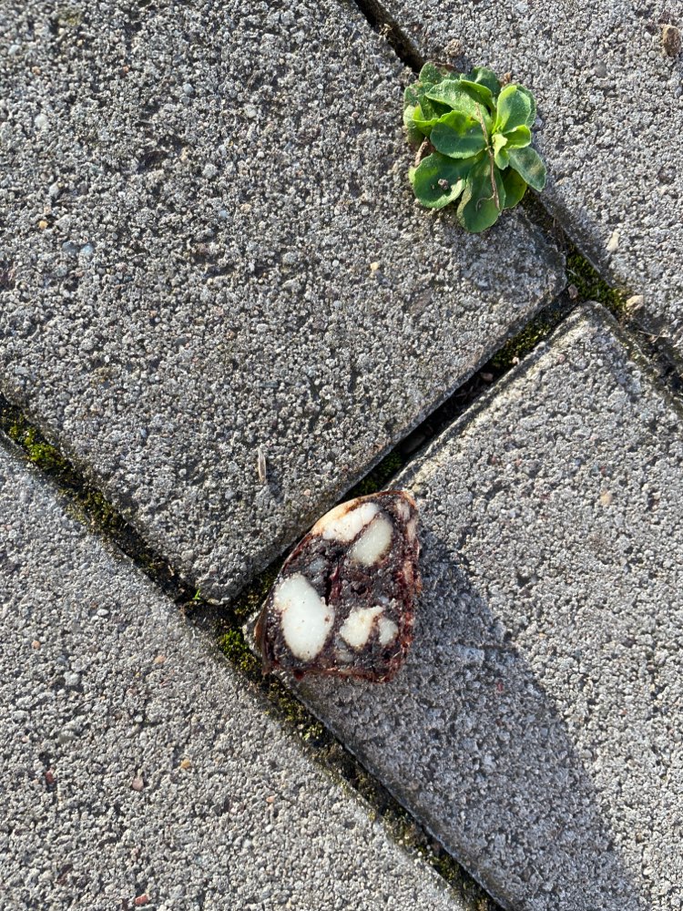 Giftköder-Vermutlicher Giftköder-Profilbild