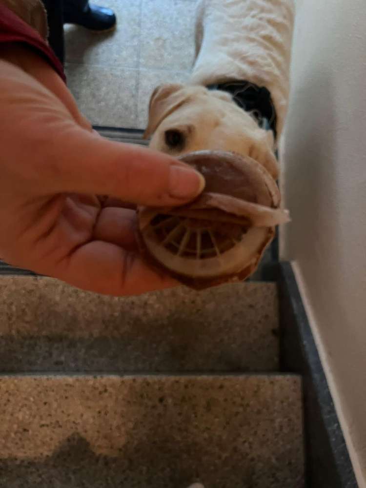 Giftköder-Möglicher Giftköder-Profilbild