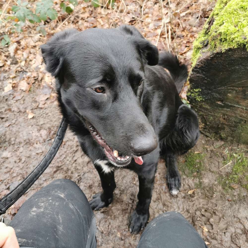 Hundetreffen-Gemeinsames Spazieren und ggf Spielen-Profilbild