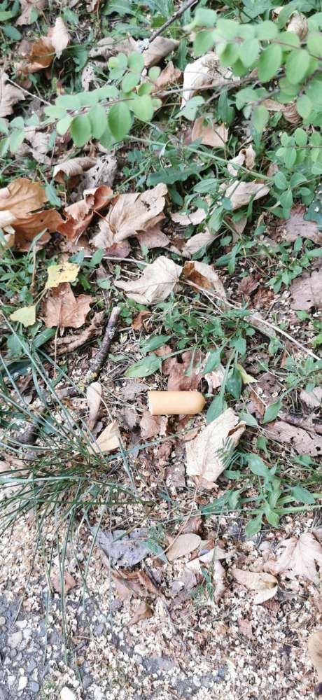 Giftköder-Giftköder / Wurststücke-Profilbild