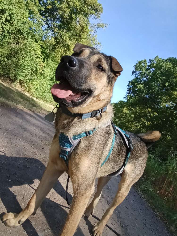 Hundetreffen-Freunde gesucht-Profilbild