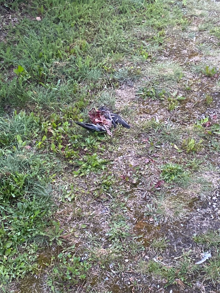 Giftköder-Taubenkadaver-Profilbild