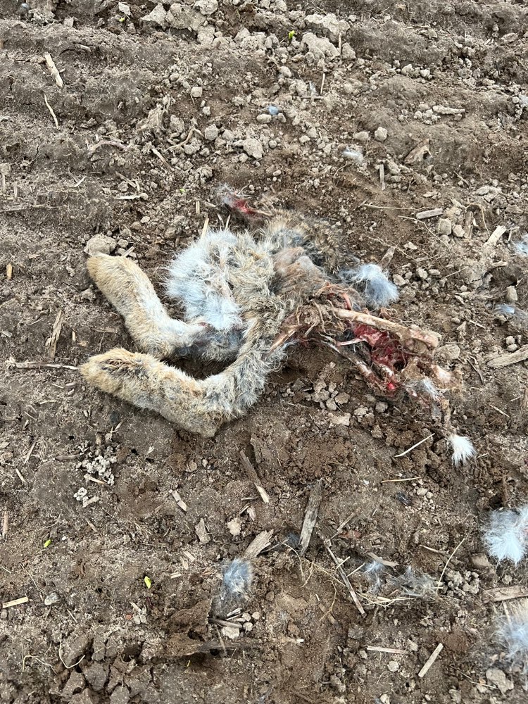 Giftköder-Reste toter Hase-Profilbild