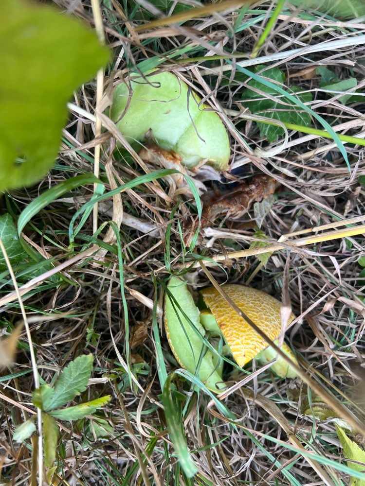 Giftköder-Ausgelegte Hähnchenknochen-Profilbild