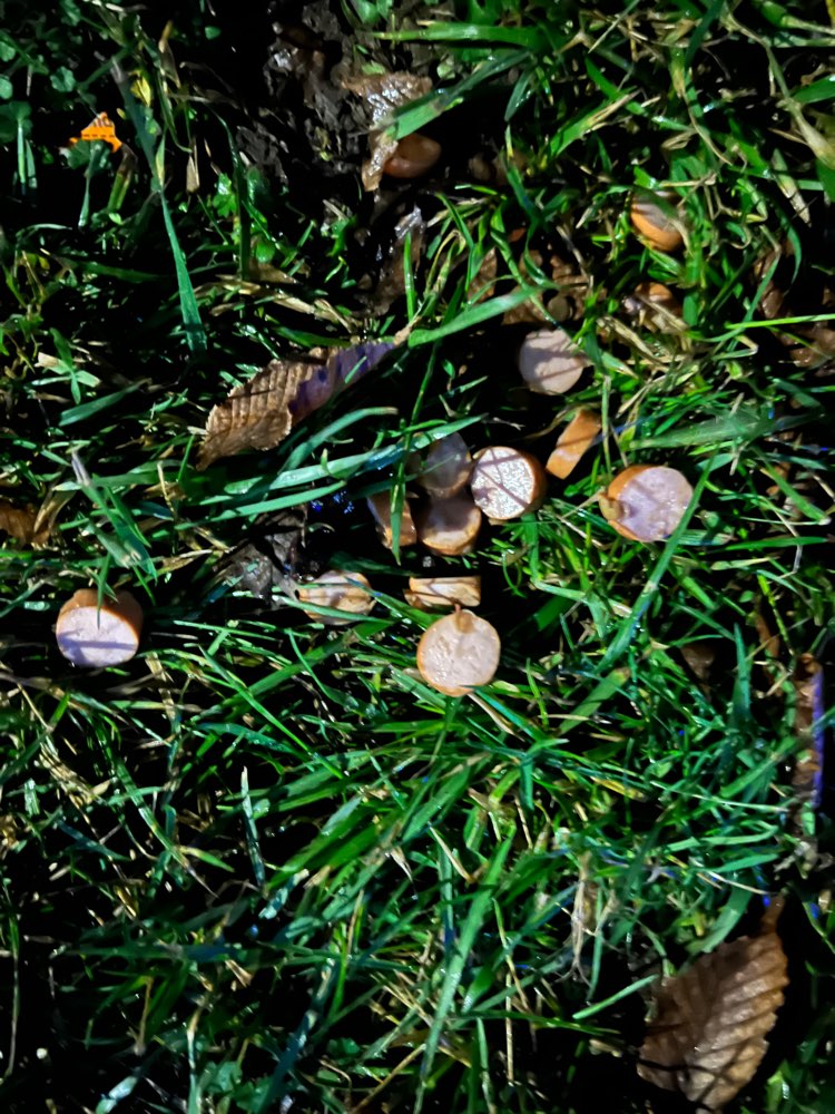 Giftköder-Wurststücke im  Grünstreifen-Profilbild