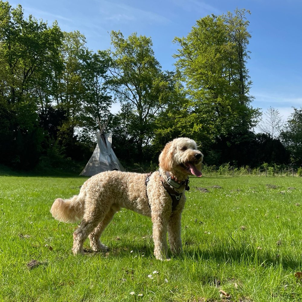 Hundetreffen-Spiel- und Gassipartner gesucht-Profilbild