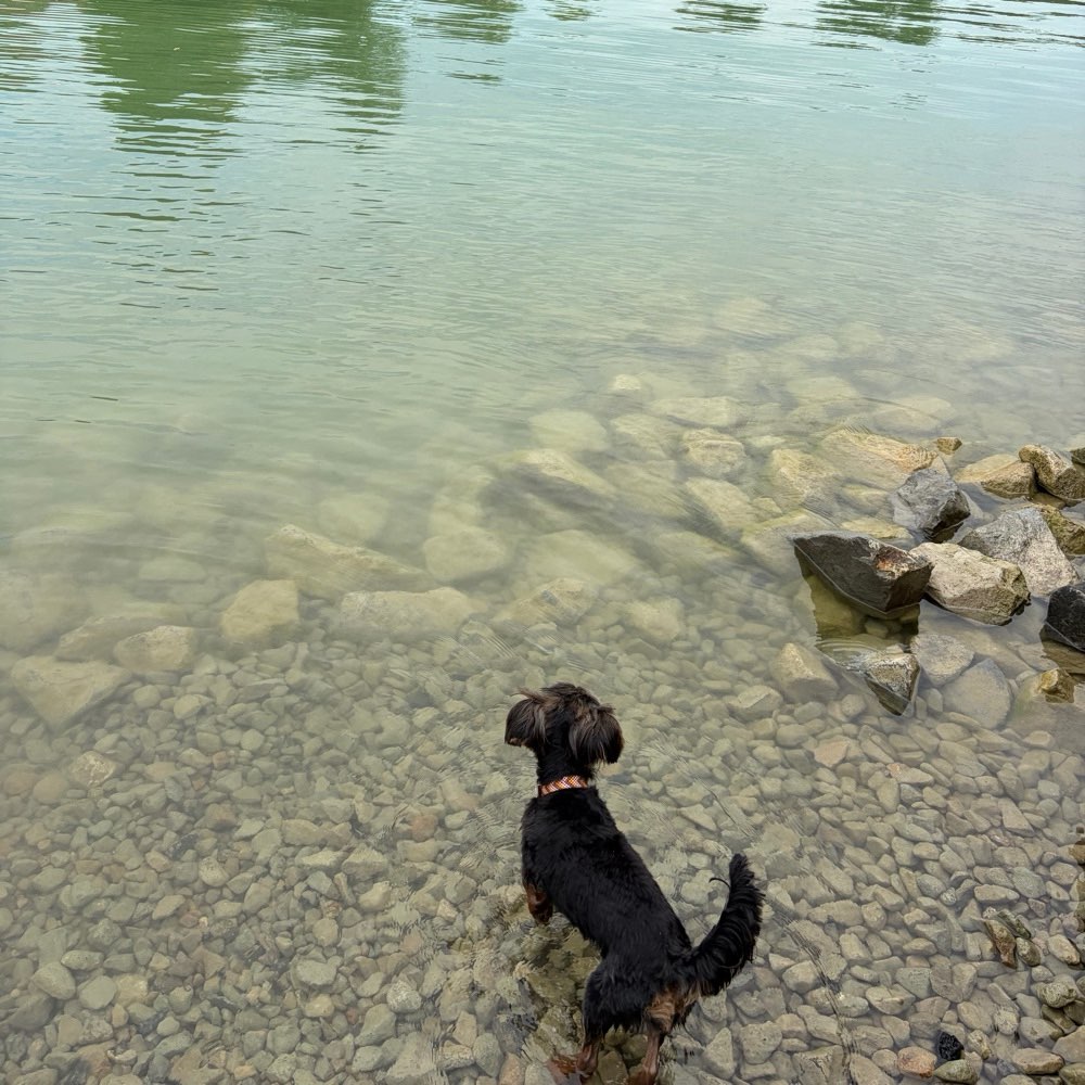 Hundetreffen-Social Walks & Playdates gesucht 🐾-Profilbild