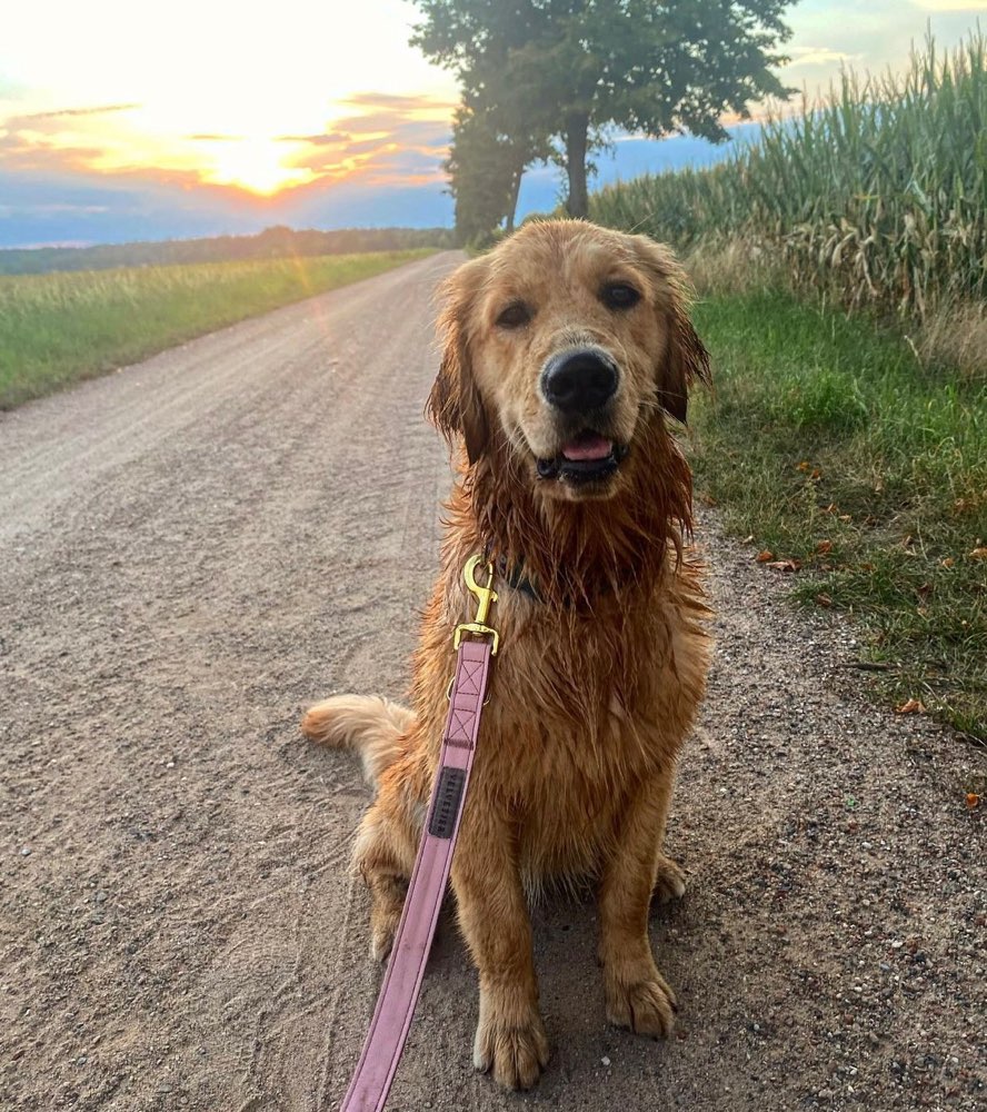 Hundetreffen-Hundetreffen Tempelhofer Feld-Profilbild