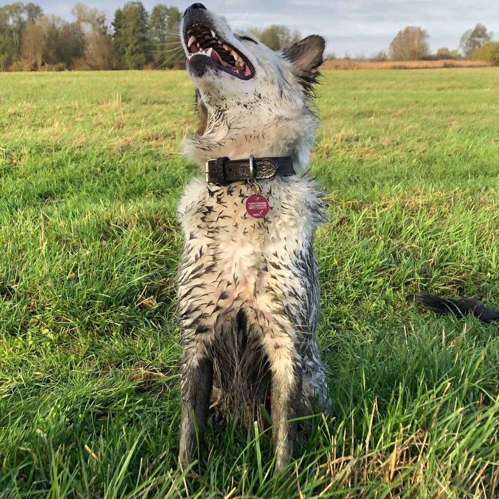 Hundetreffen-Spiel-Spaß-Spaziergang-Profilbild