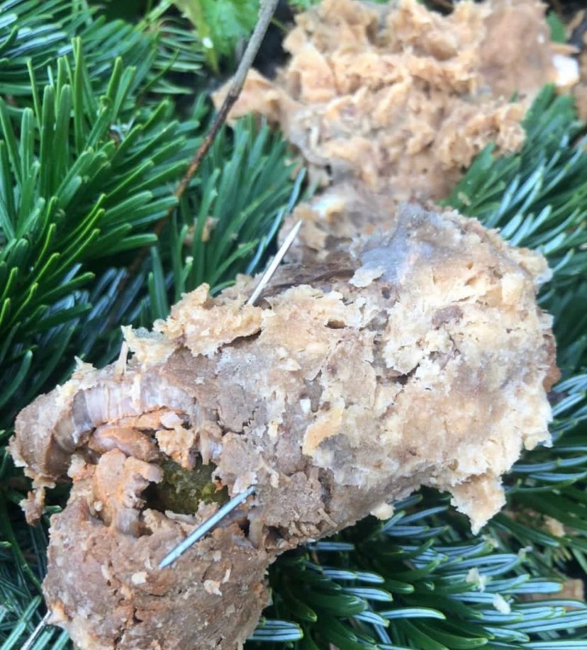 Giftköder-Giftköder mit Nadeln-Profilbild