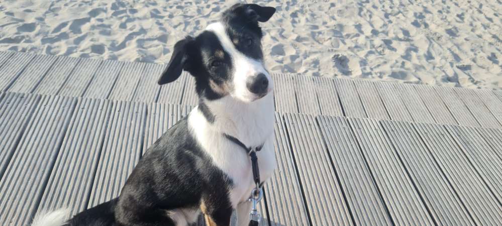 Hundetreffen-Hundebegegnung-Profilbild