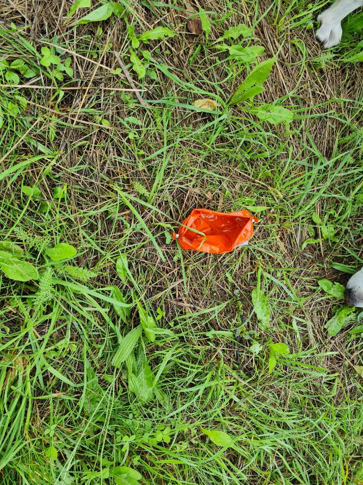 Giftköder-Giftköder in Edingen Neckarhausen-Profilbild