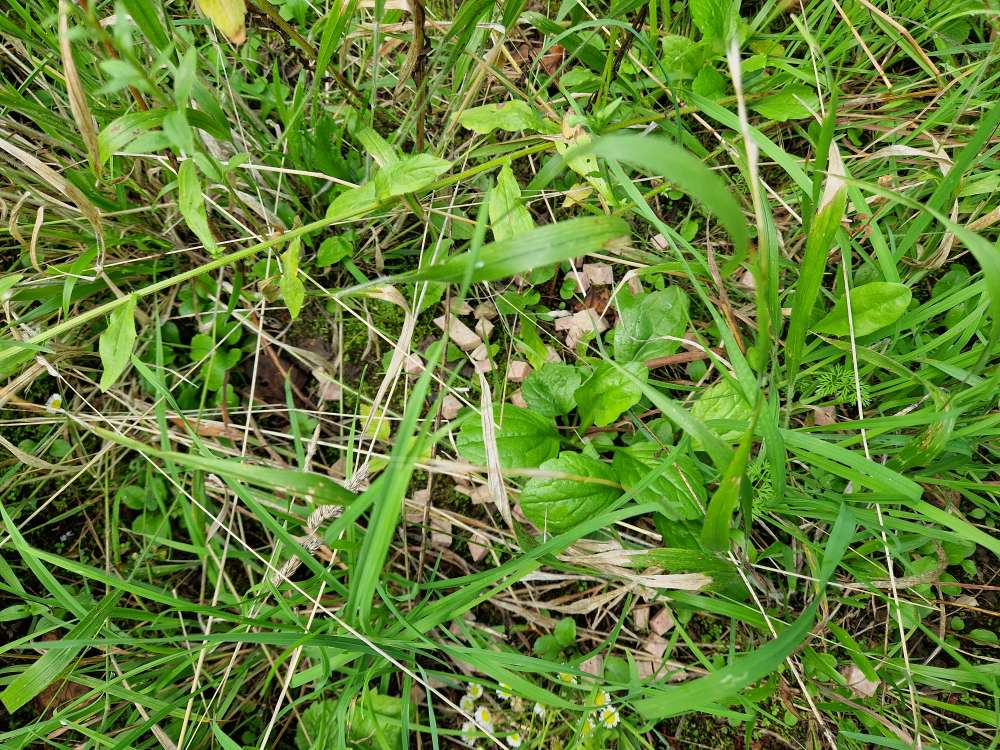 Giftköder-Kleingeschnittene Wurst!-Profilbild