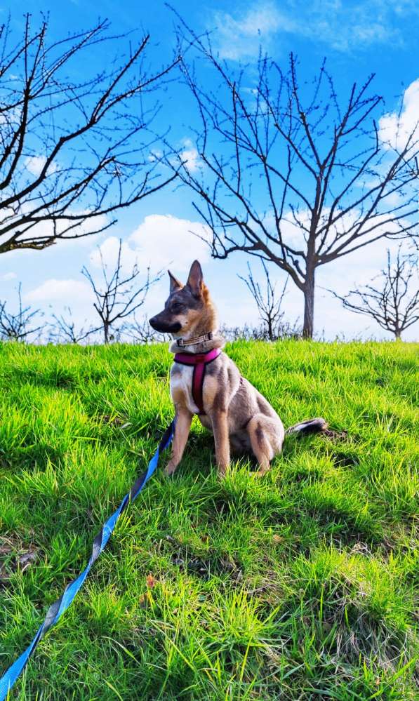 Hundetreffen-Social Walk 🐕-Profilbild