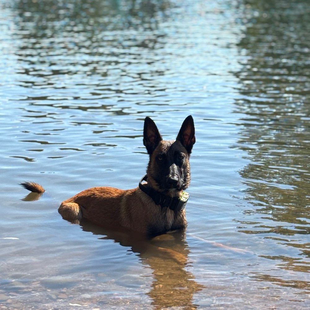 Hundetreffen-Gemeinsames Gassi-Gehen und Toben-Profilbild