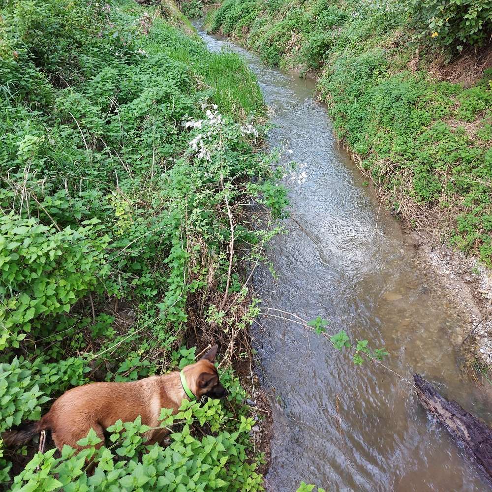 Hundetreffen-Gassirunde in Moosburg-Profilbild