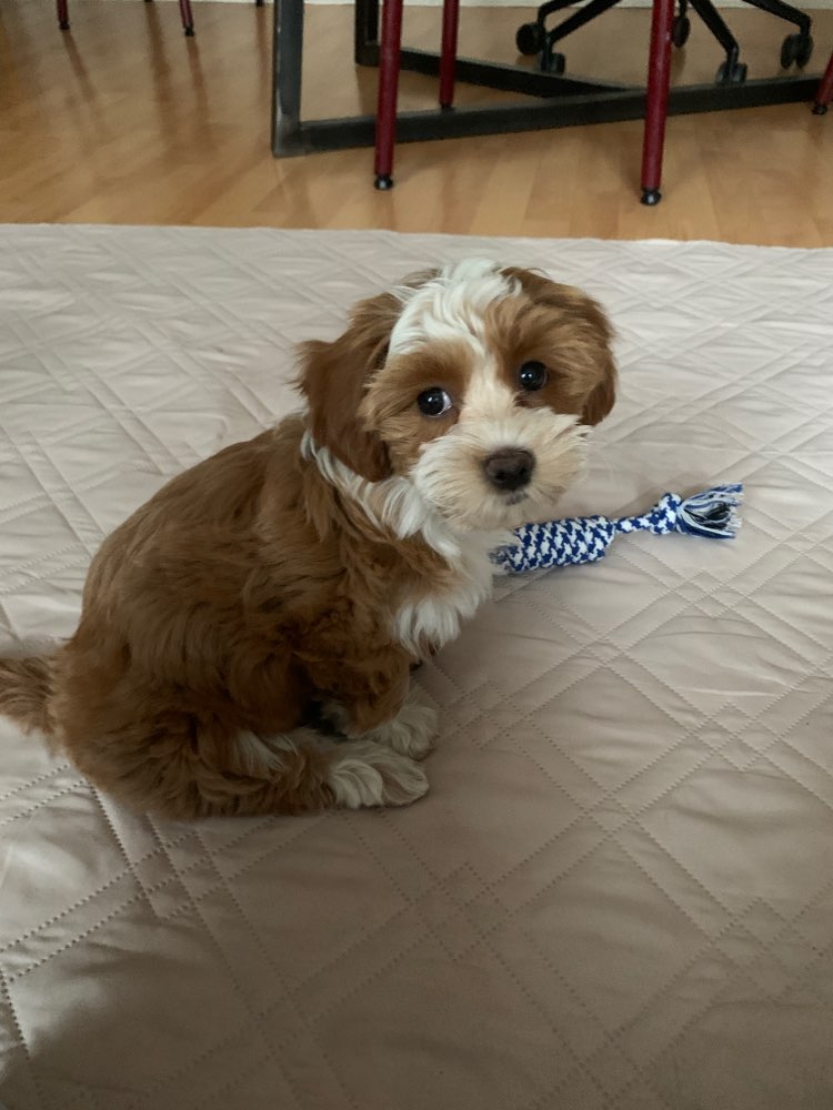 Hundetreffen-Welpen play date-Profilbild