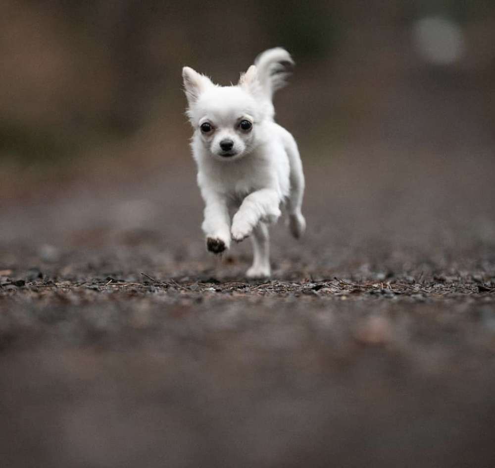 Hundetreffen-Kleinhunde-Treff-Profilbild