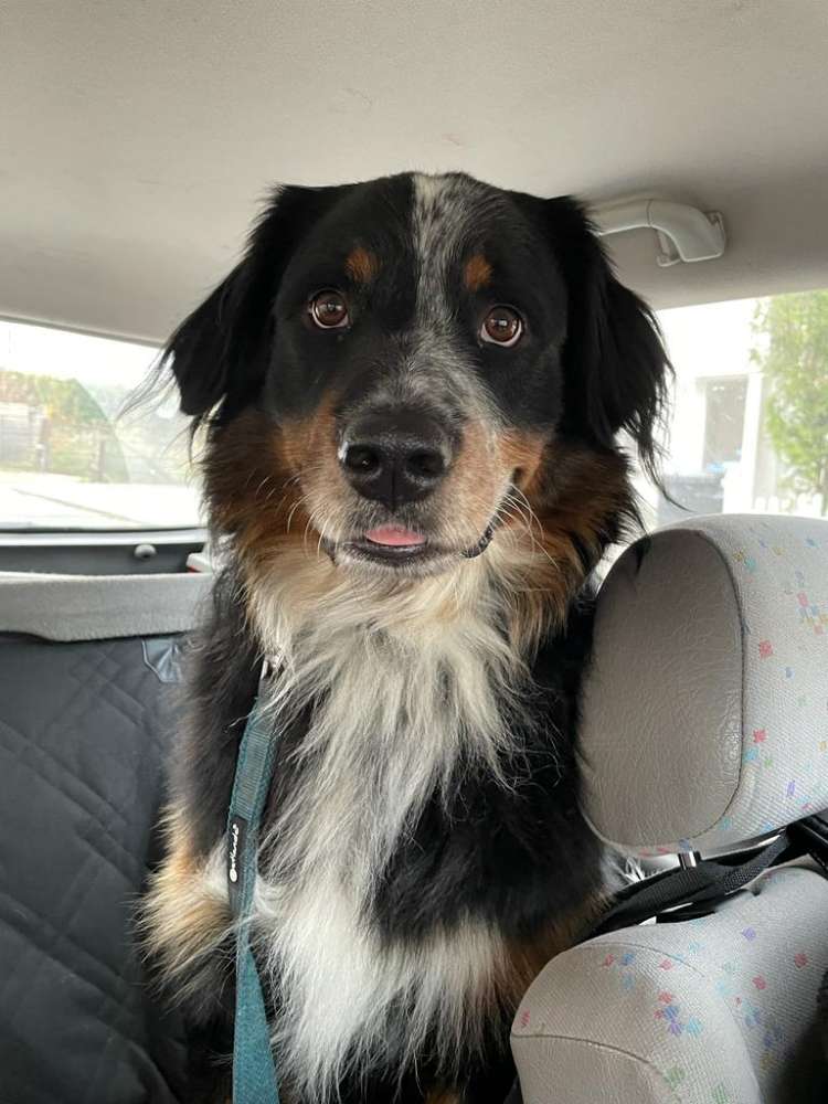 Hundetreffen-Spielkameraden und gassi Begleitung gesucht.-Profilbild