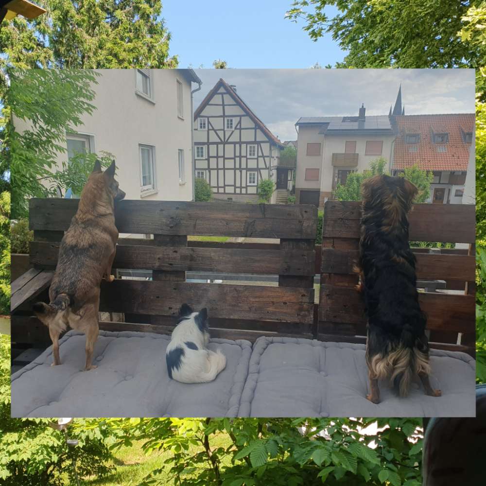 Hundetreffen-Spielrunde für Minis und kleine Hunde-Profilbild