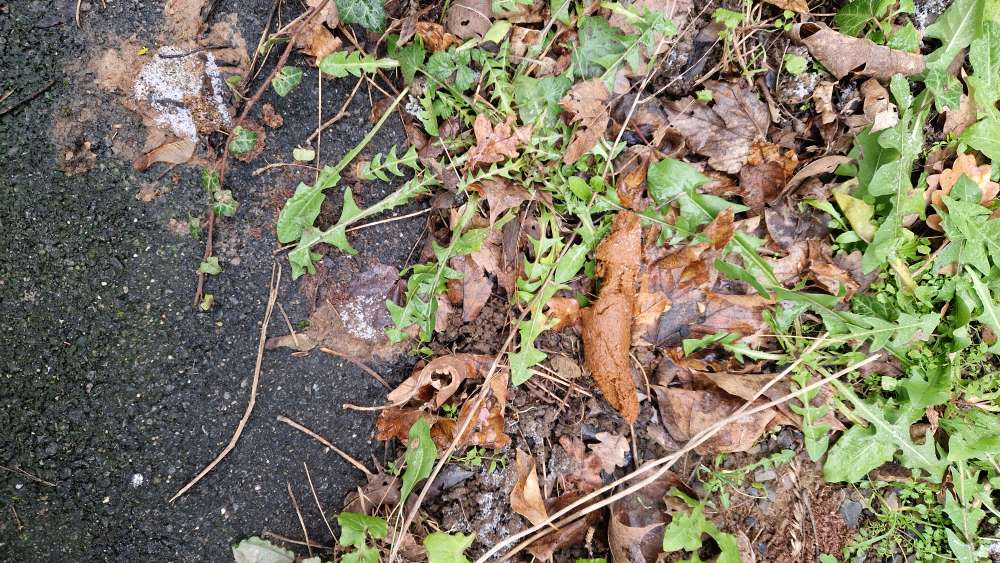 Giftköder-Vergiftungsgefahr-Profilbild