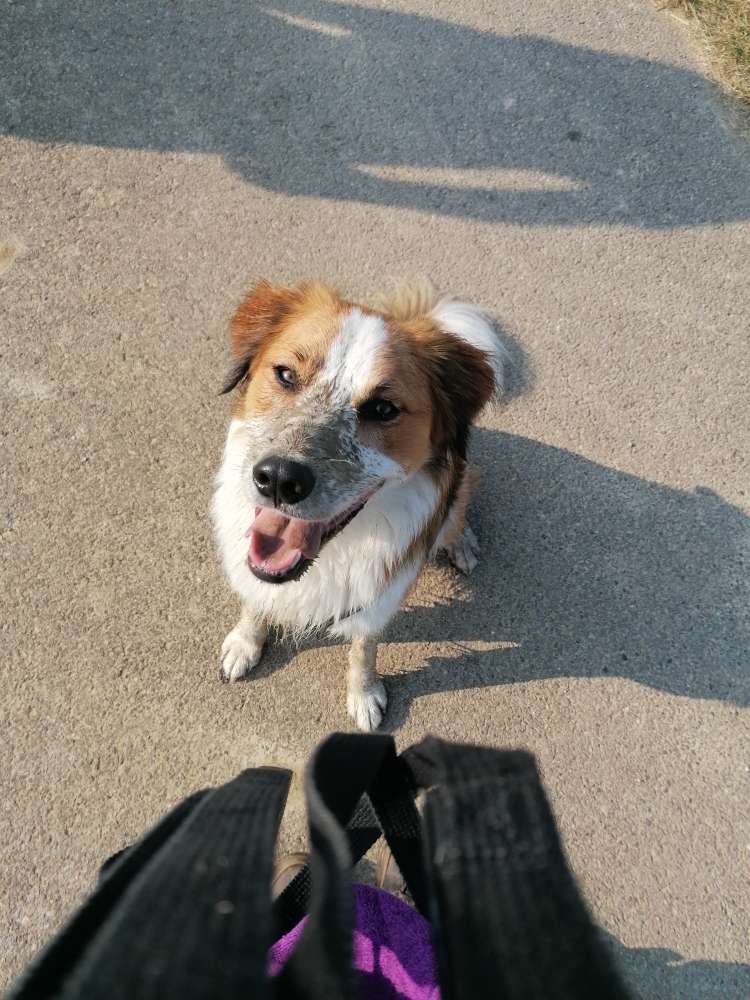 Hundetreffen-Koda sucht neue Hundefreunde 🐾-Profilbild