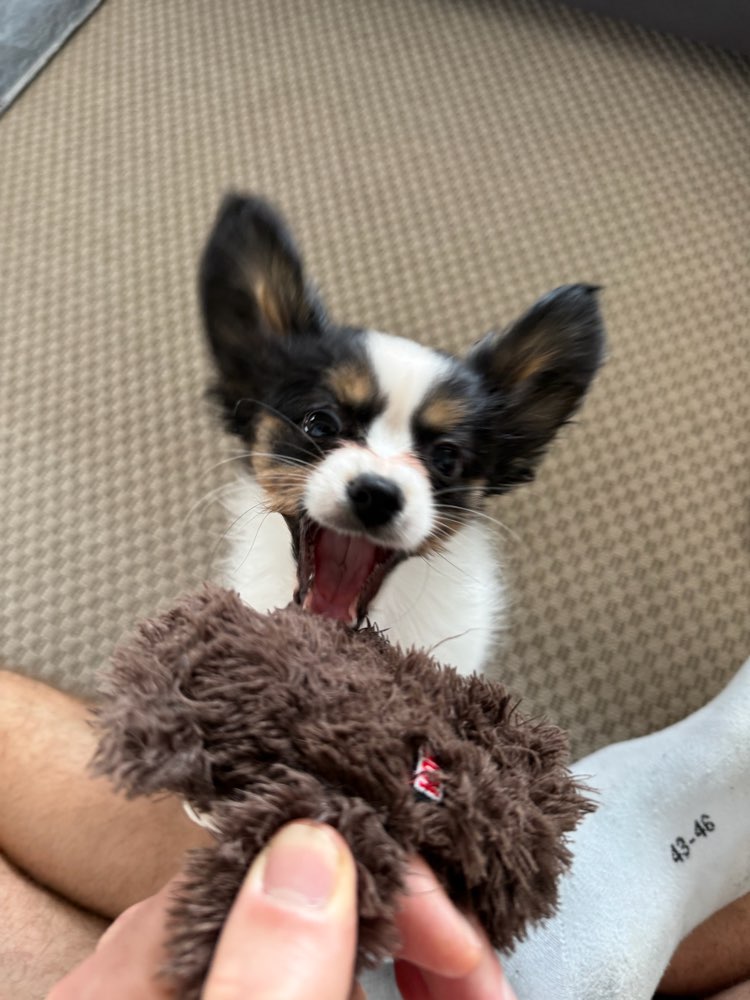 Hundetreffen-Spielgefährten für kleinen Papillon-Welpen gesucht-Profilbild