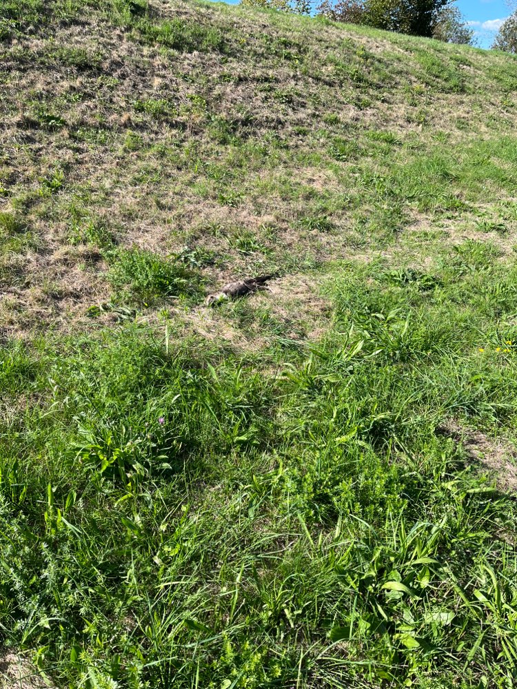 Giftköder-Totes Tier (Mader?)-Profilbild