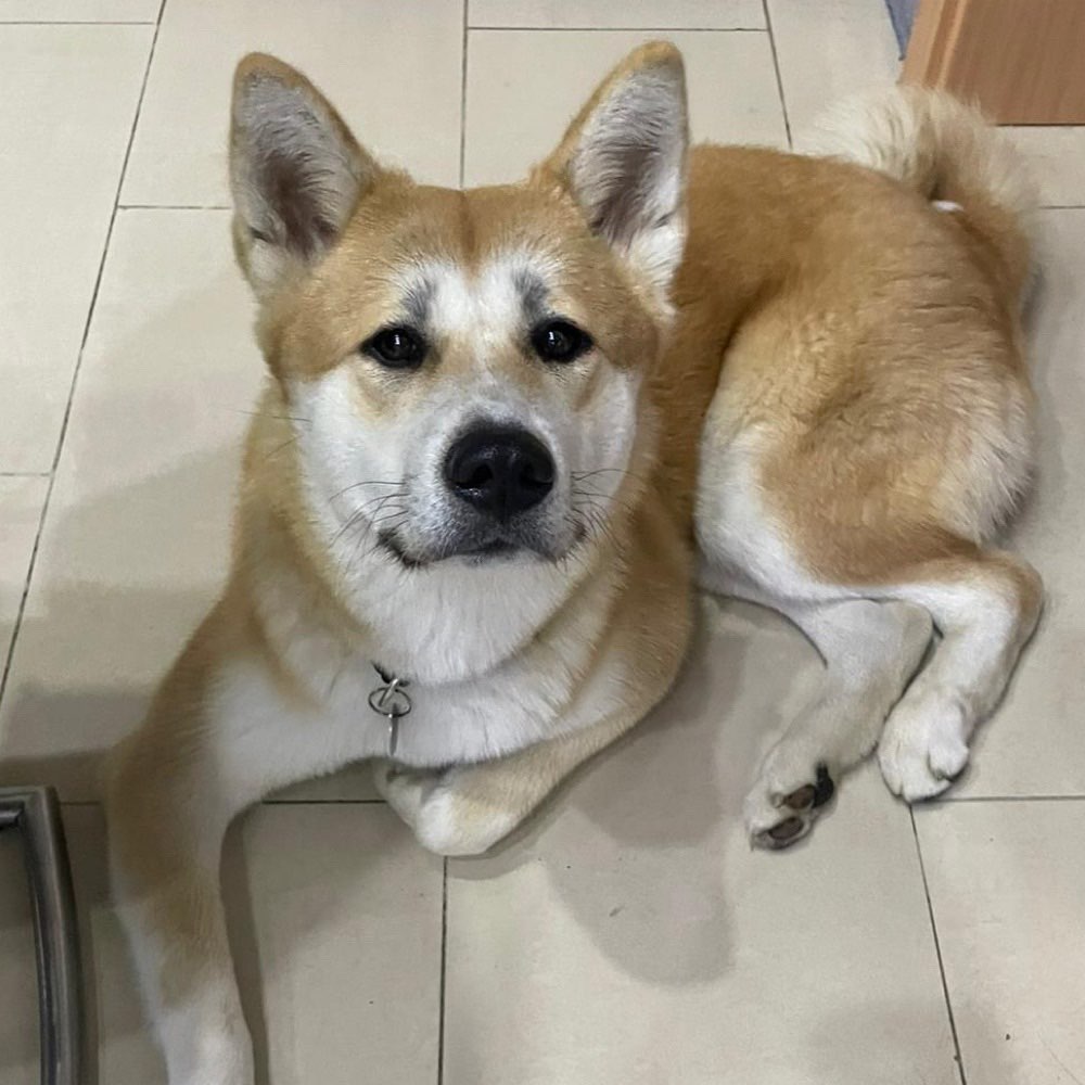 Hundetreffen-Suche Freunde für Asami-Profilbild