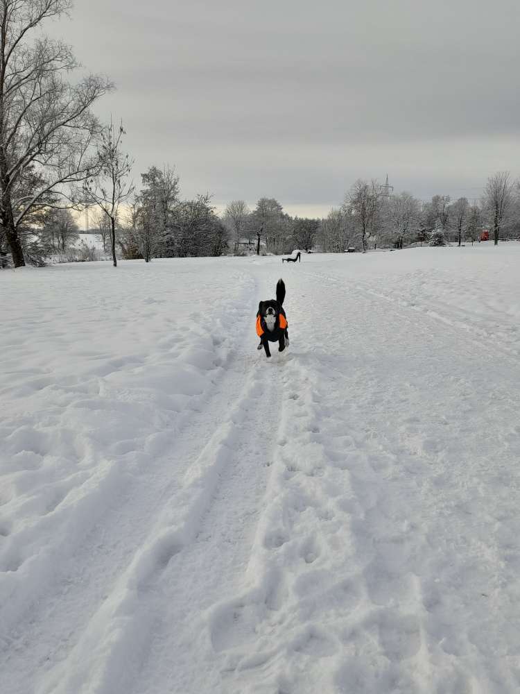 Hundetreffen-Treffen in Münchberg-Profilbild