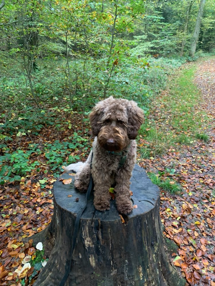 Hundetreffen-Spazieren gehen und evtl. spielen lassen-Profilbild