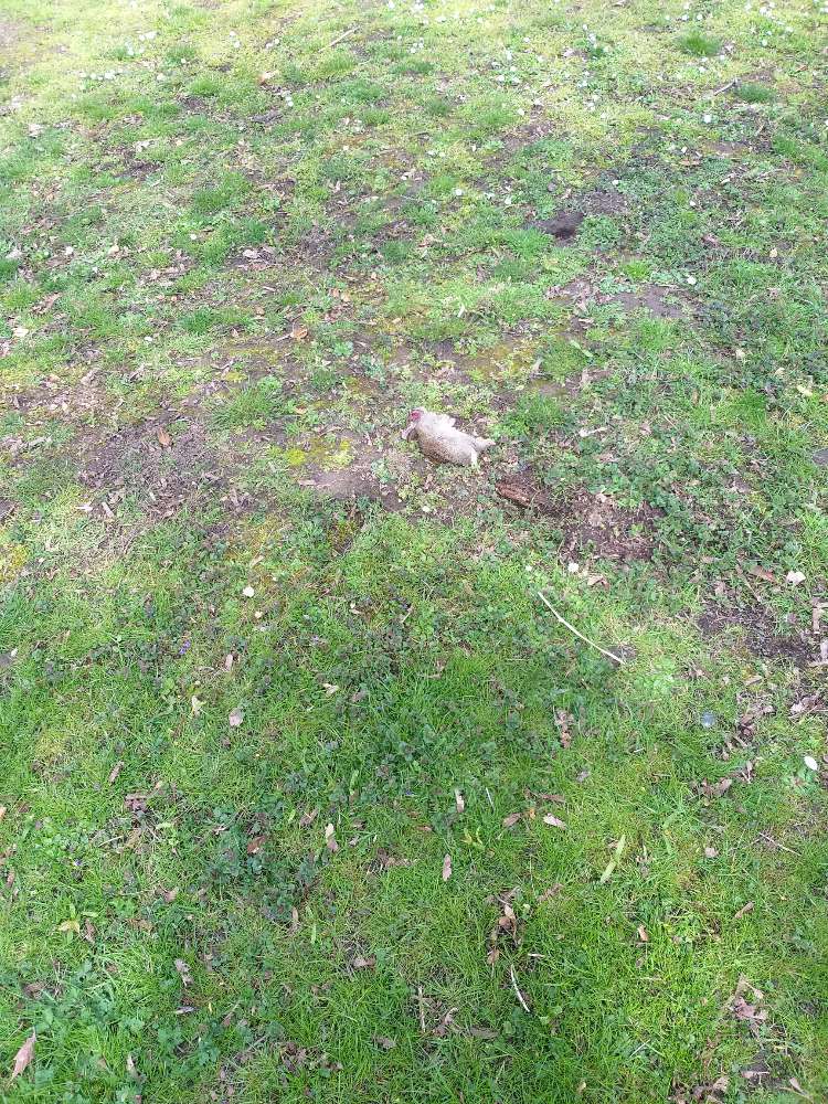 Giftköder-Tote Kaninchen im Nordpark-Profilbild
