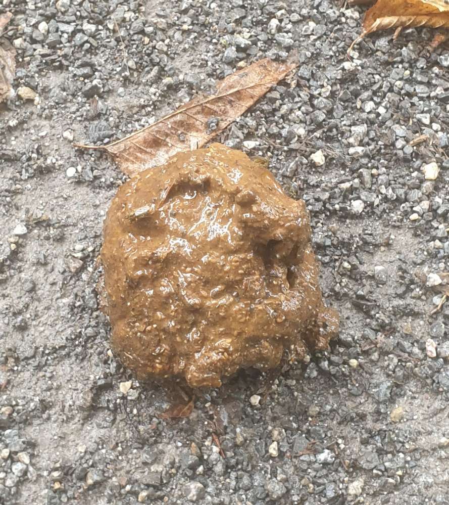 Giftköder-Eventuell Giftköder-Profilbild