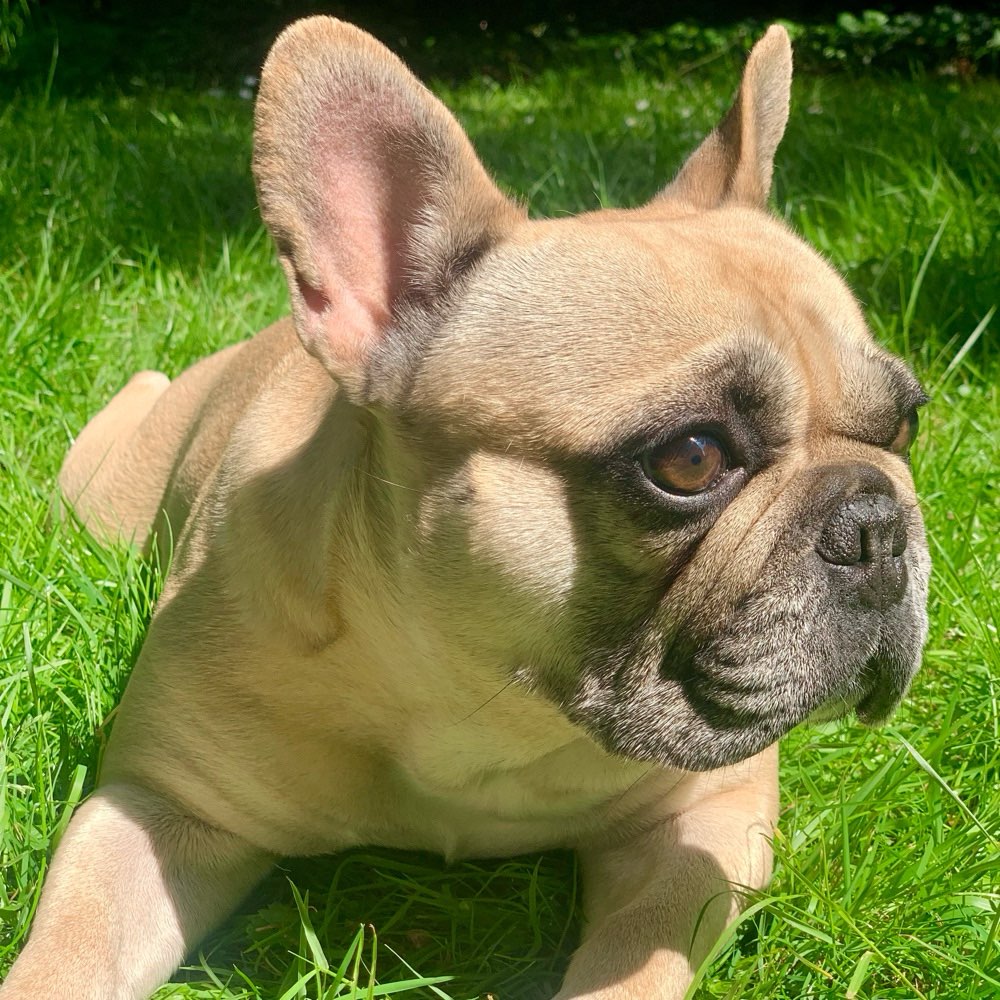 Hundetreffen-Spieltreffen-Profilbild