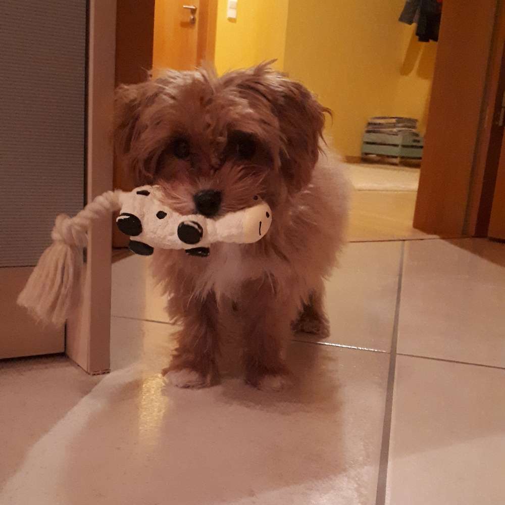 Hundetreffen-Coco sucht einen Spielkammeraden-Profilbild