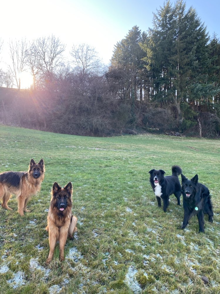 Hundetreffen-Hundetreffen in salach-Profilbild