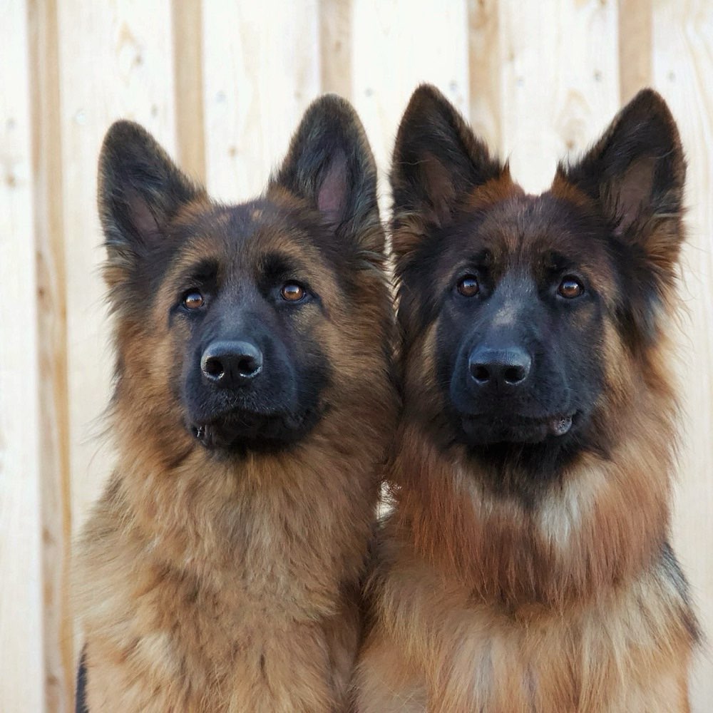 Hundetreffen-Suche neue Hundemodels😊-Profilbild