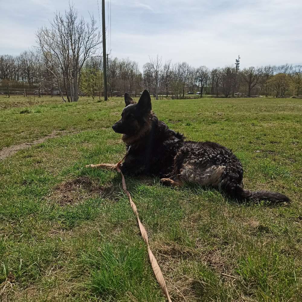 Hundetreffen-Gassigehen, Spielrunde-Profilbild