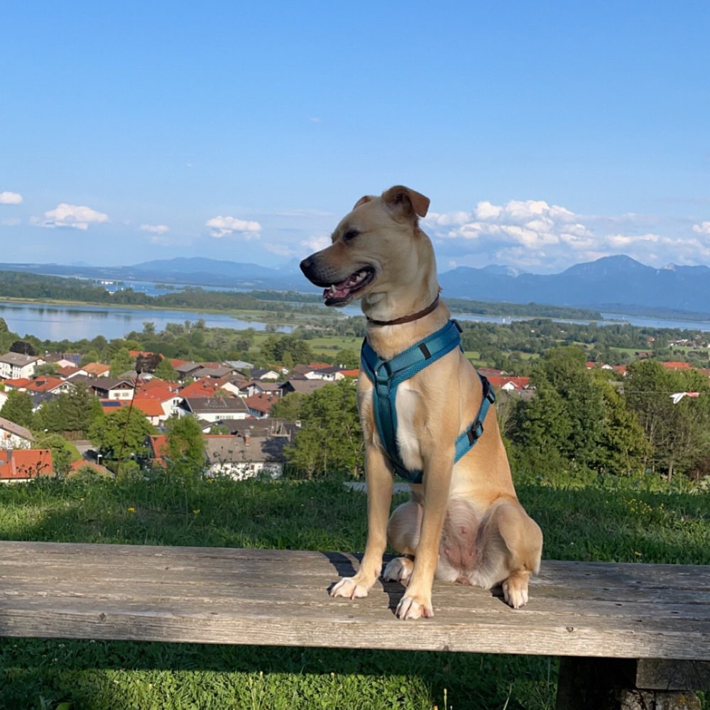 Hundetreffen-/Sozialisierung/Training-Profilbild