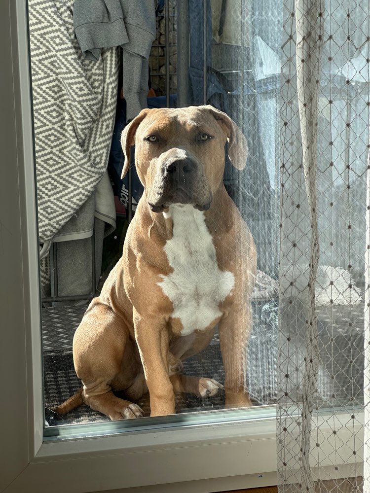 Hundetreffen-Spieltreffen-Profilbild