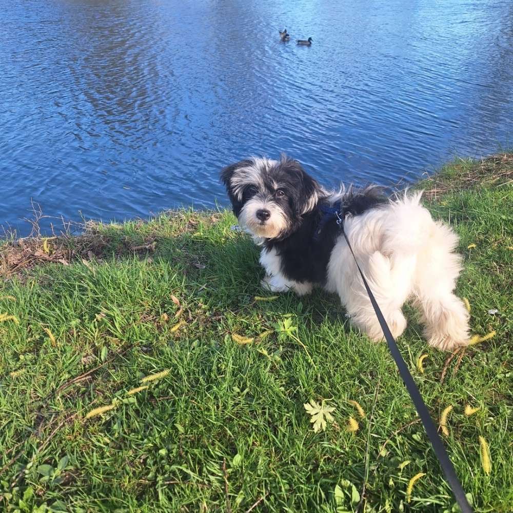 Hundetreffen-Wir suchen nette Hunde zum Spielen und spazieren 😊-Profilbild