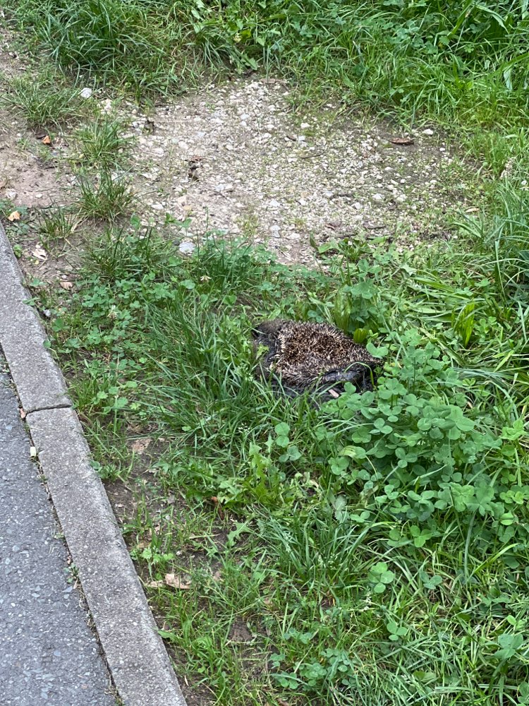 Giftköder-Toter Igel-Profilbild