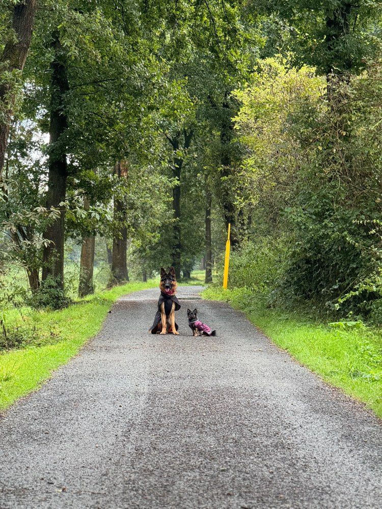 Hundetreffen-WhatsApp Gruppe für den Austausch, Social Walk, Kontakte etc.-Profilbild