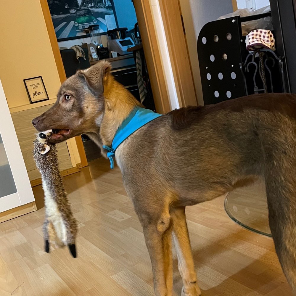 Hundetreffen-Spaziergang und Spielrunde-Profilbild