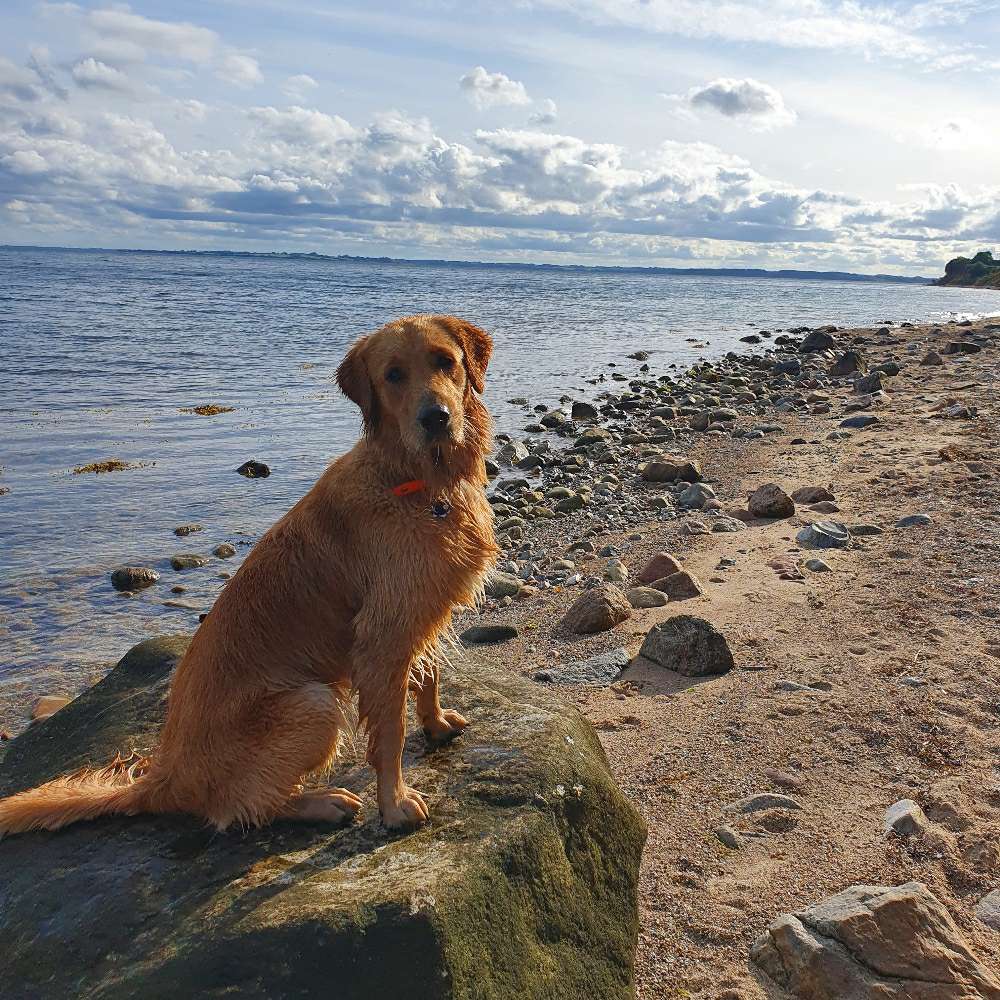 Hundetreffen-Hundekumpels gesucht-Profilbild