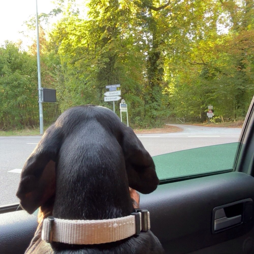 Hundetreffen-Citypark Hunde Wiese-Profilbild