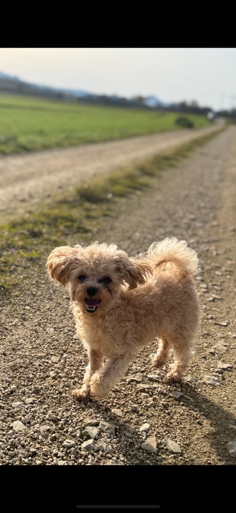Hundetreffen-Minihunde Spaziergang-Profilbild